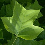 American Tulip Tree American Tulip Tree